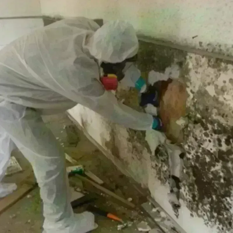 Mold Remediation and Removal in Jeffersonville, OH